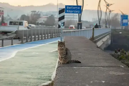 Vinietă pentru Autostrada din Slovenia 2025: Ghid de Achiziție